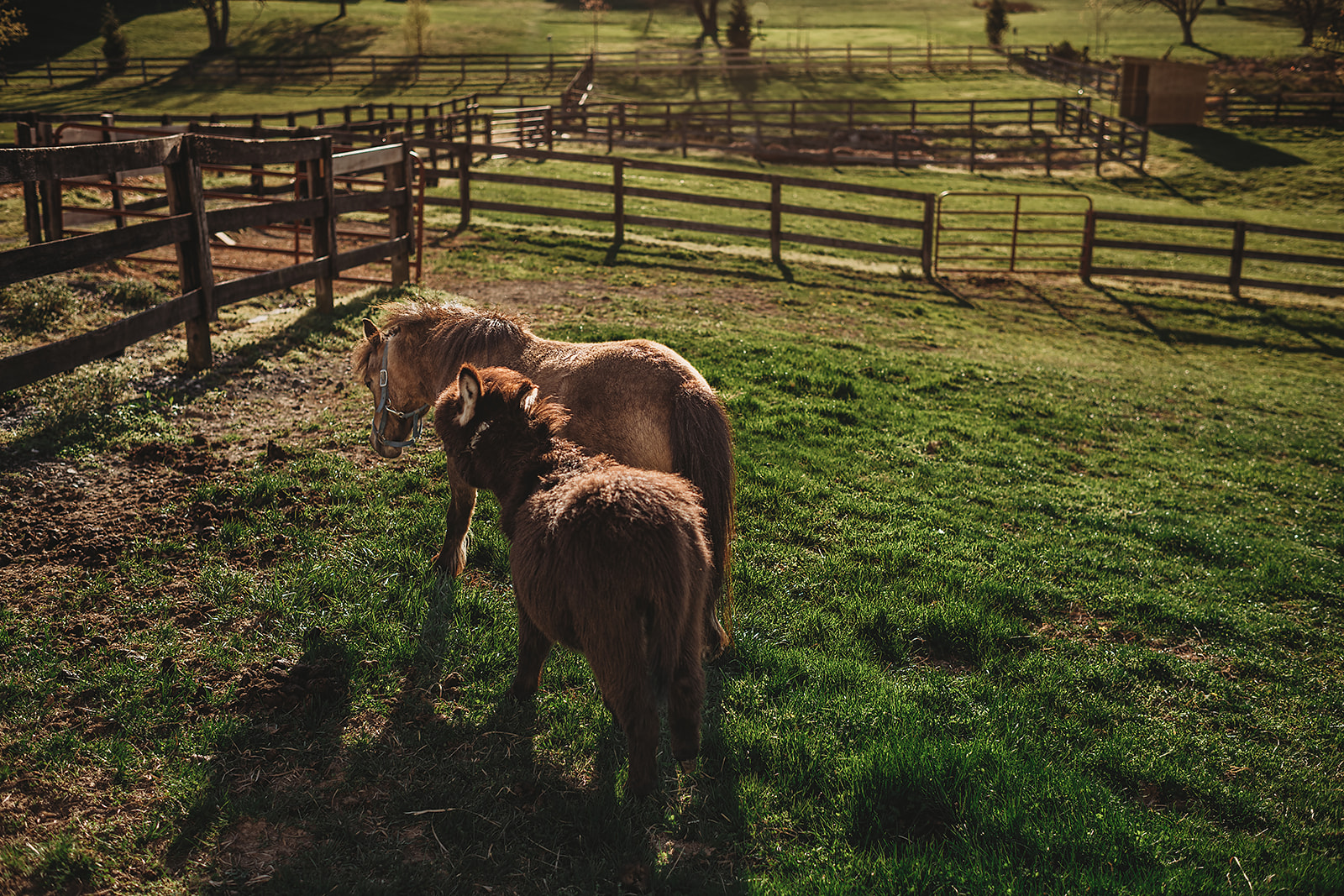 Horseback Riding Lessons in Ellicott City