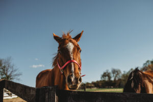Horseback riding lessons in Howard County