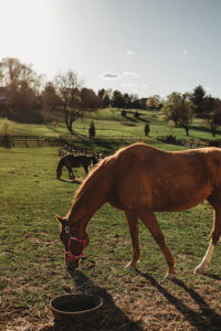 Horseback Riding Lessons near Ellicott City