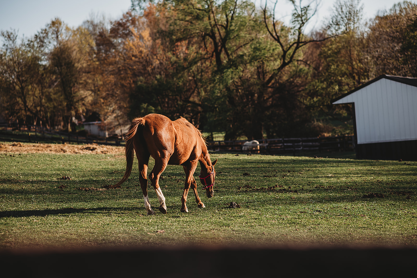 Ellicott City Horseback Riding