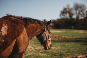 Horseback Riding Lessons near Ellicott City