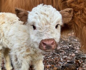 Howard County summer camps