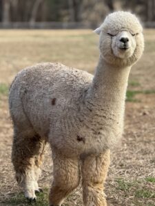 Summer Camp near Ellicott City