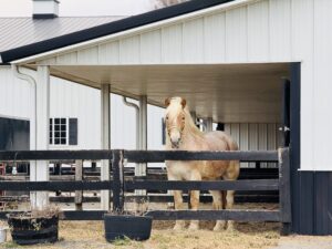 horse riding lessons near Ellicott City