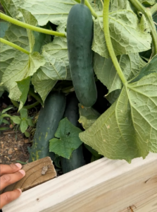 Howard County Farm Stand